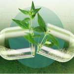 From Tradition to Innovation The Future of Thai Medicinal Grass in Healthcare